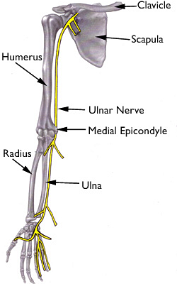 groove for ulnar nerve humerus