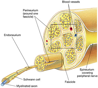 Nerve Injuries | Singapore Spine Center | Singapore